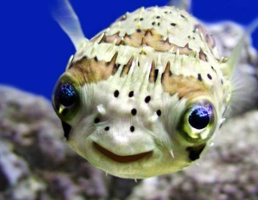 Aquarium tropical des Pyrénées