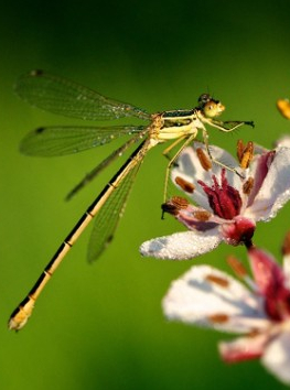 Le Peuple de l'Herbe