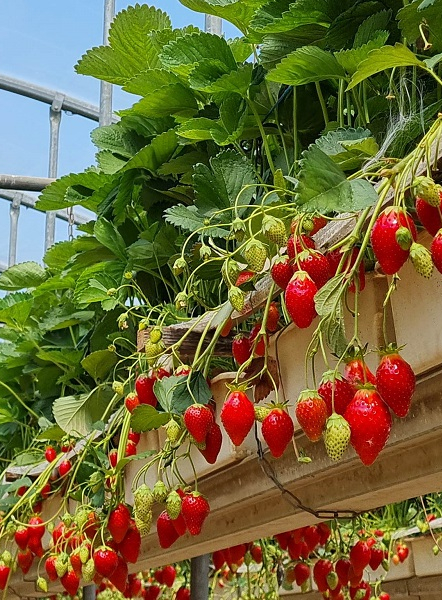 Cueillette de l'Herbasse