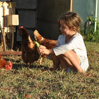 Ferme enfant poule
