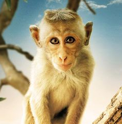 Au Royaume des singes