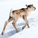 Aïlo une odyssee en Laponie