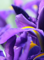 Parc Floral de Bordeaux : iris