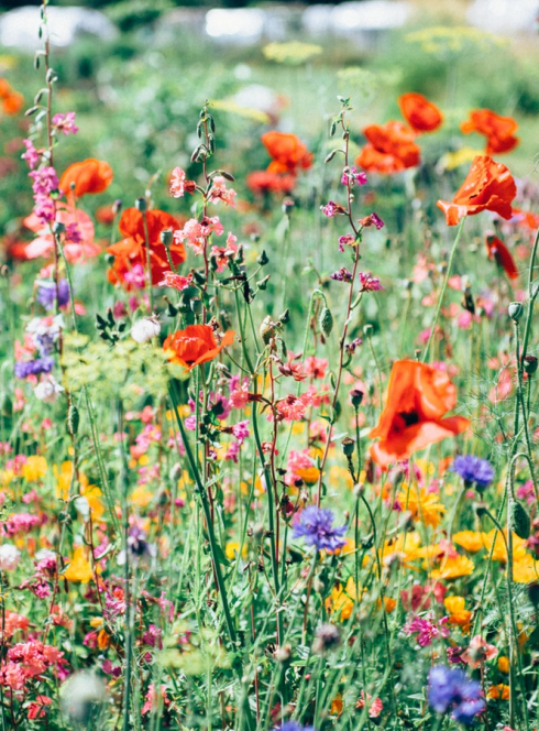 Fête des Jardins de Valbonne