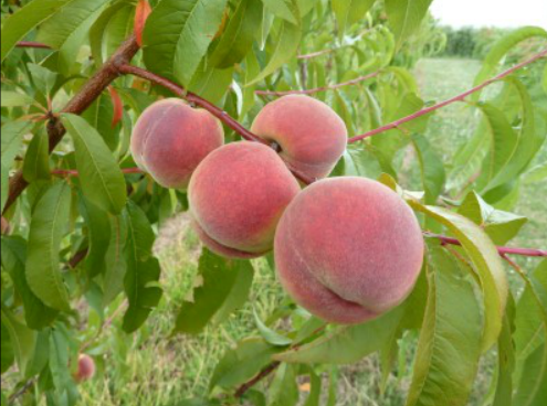 Cueillette de la Croix Verte