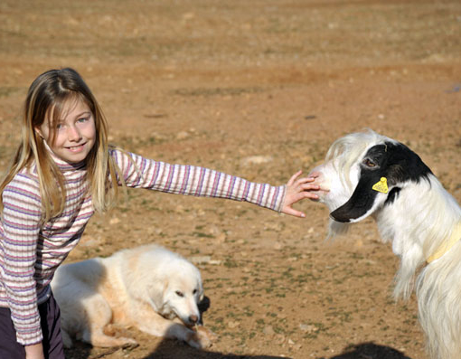Conservatoire Varois des animaux de la basse-cour