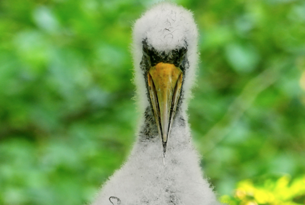 Dans les bois - Bébé cigogne