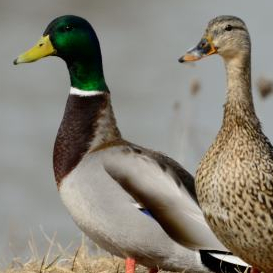 Le Vilain petit canard