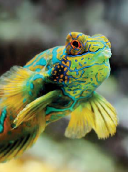 Poissons musée océano