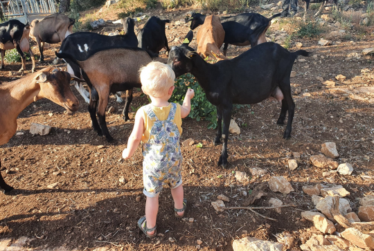 La Chèvrerie du bois d'Amon : un enfant avec les animaux
