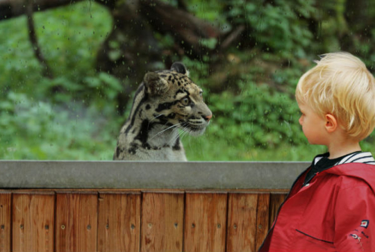 Parc des félins - Panthère nébuleuse