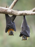 Nuit de la chauve-souris près de Rennes