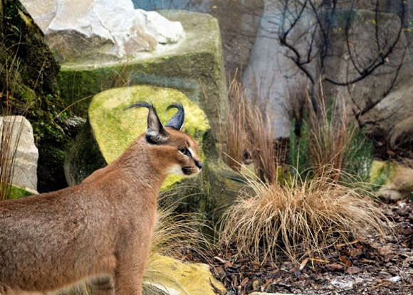 Ménagerie © MNHN - Jérôme Munier