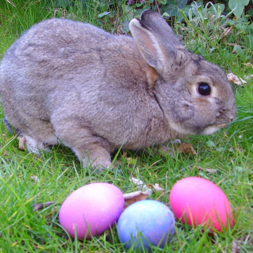 Chasse aux oeufs de Pâques à Saint-Alban