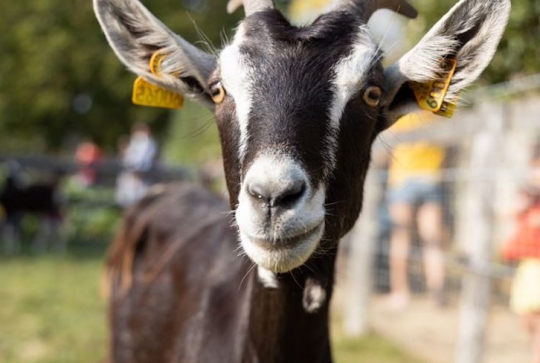 Ferme de la Chantrerie : chèvre