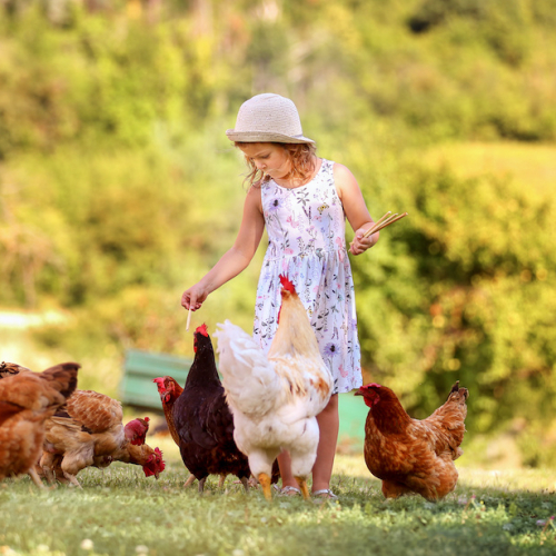 Top des fermes pédagogiques près de Nantes en famille