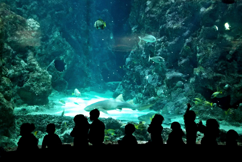 Top 10 des aquariums à visiter en famille en France Citizenkid
