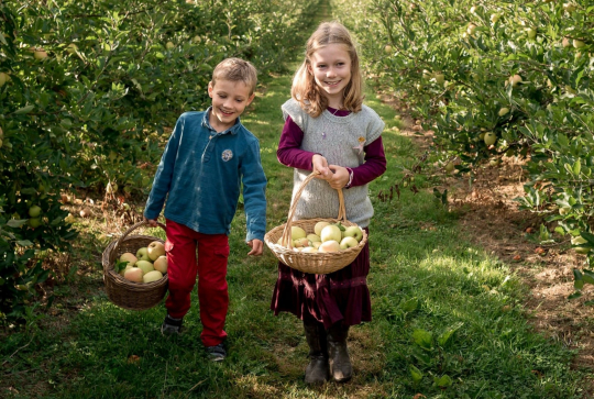 Cueillette de la Grange : enfants ramassent des pommes
