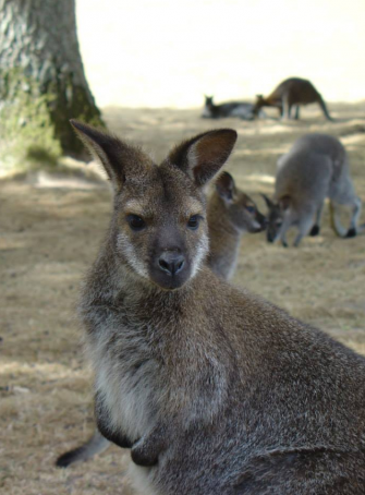Le Jardin des Kangourous en famille