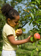Cueillette des Gourmands : enfant cueille une pomme