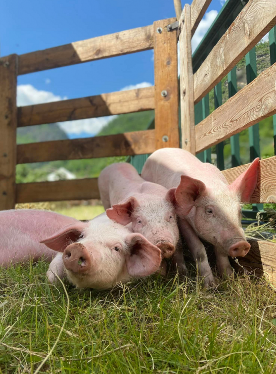 Ferme du Mercantour : Cochons