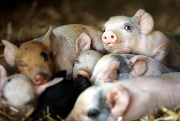 Tout est possible (The biggest little farm) - Cochons