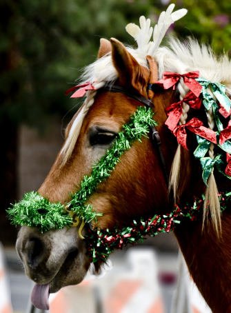 Le Noël de l’Hippodrome de Parilly