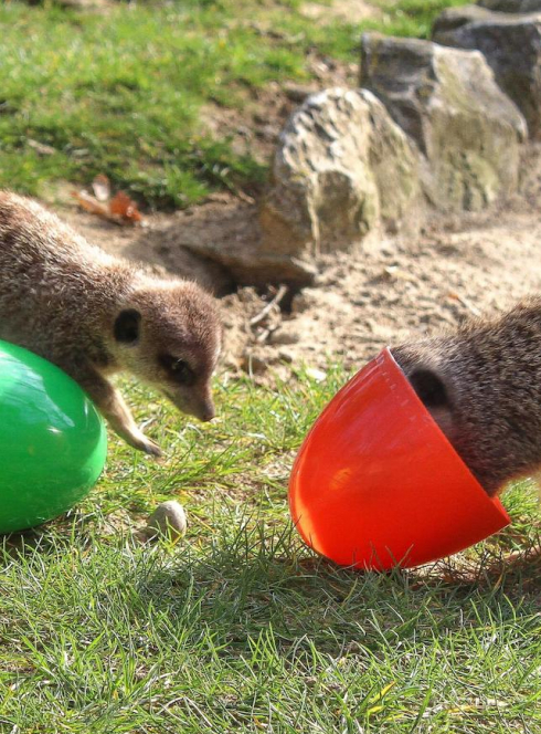 Chasse aux œufs de Pâques 2022 à African Safari Toulouse