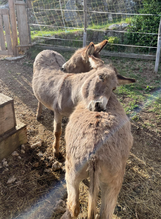 Petite ferme de Roubion : Les ânesses