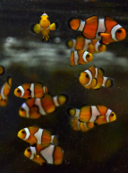 Halloween à l'Aquarium de Lyon