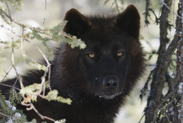 Kina & Yuk : renards de la banquise - loup noir