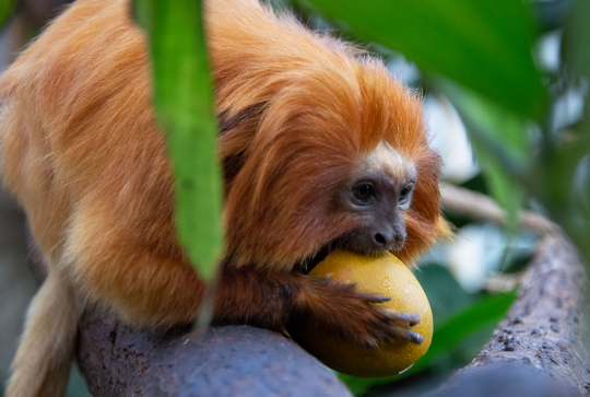Chasse aux oeufs au Safari de Peaugres