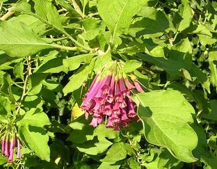Iocromea cyaneum (Lindl)