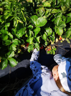 Cueillette Lavernose : enfant ramasse fraises