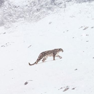 La Panthère des neiges : affiche