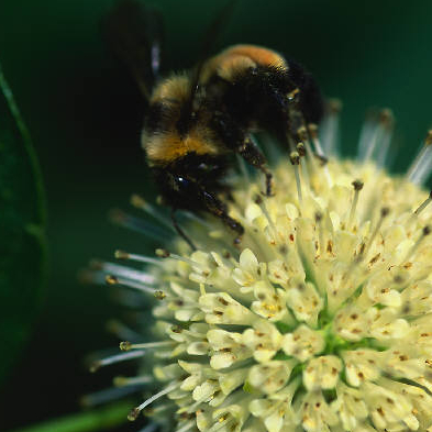 Ecomusée Savigny-le-Temple