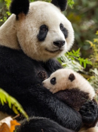Journée de la Terre avec Disney Nature - Pandas "Nés en Chine"