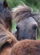 Les chevaux du bel air