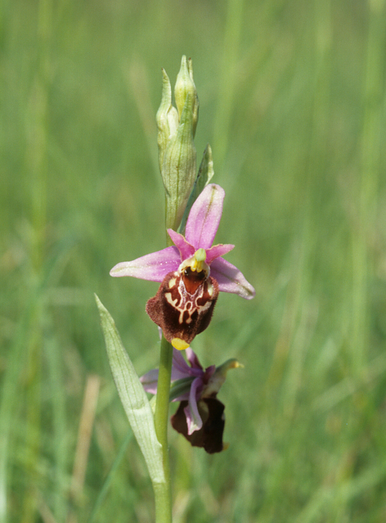 La flaure du Grand Parc Miribel Jonage