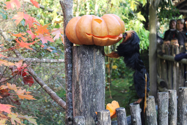 Halloween 2017 au Zoo de la Boissière
