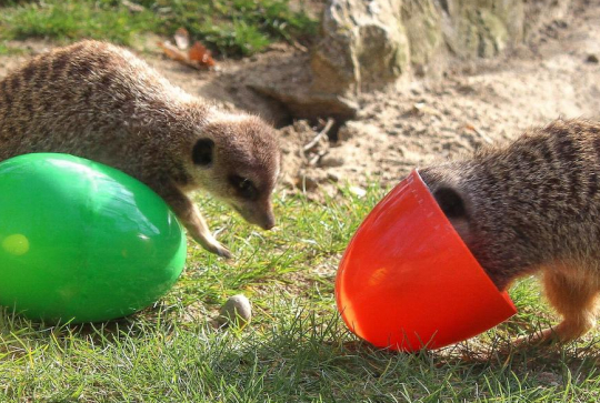 Chasse aux œufs de Pâques 2022 à African Safari Toulouse