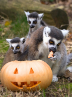 Halloween 2024 au Parc Animalier d'Auvergne : Des animaux mangent une citrouille