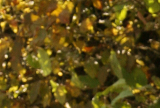 Ma Grand-Mère et moi 2014 14