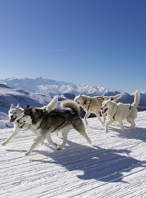 Chiens de traîneaux - Saint François Lonchamp
