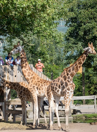 Wallonie - Parc Pairi Daiza
