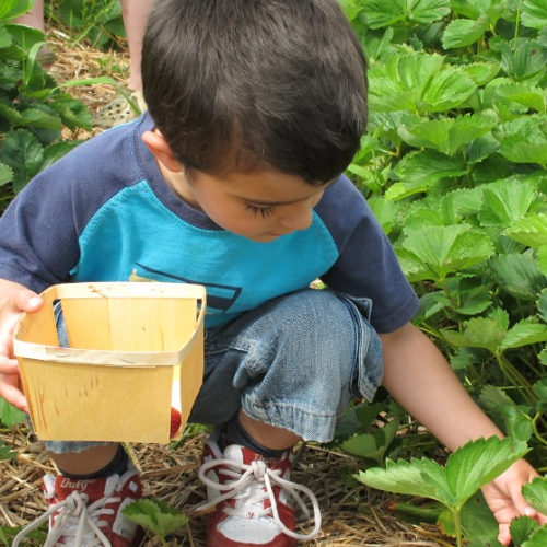 Jardins de Vymm - Petit garçon cueillant des fraises