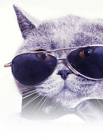 Salon International du Chat