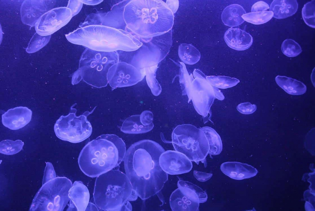 Aquarium de Paris - Cinéaqua : le Médusarium