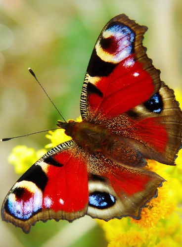 Fête du printemps au Domaine du Rayol