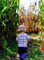 Image d'un enfant dans un champ de maïs